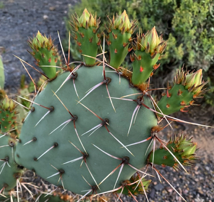 Apr 25 - Prickly pear ready to bloom!